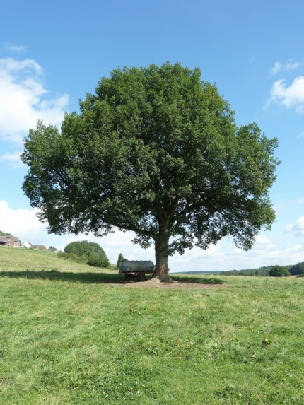 Bild 2 von Eiche südöstlich Hakenberg